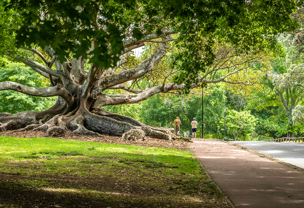 Auckland Domain, Parnell